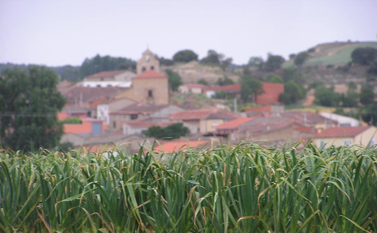 Estado de los ajos producidos en la localidad zamorana de Cuelgamures por la empresa del mismo nombre. 