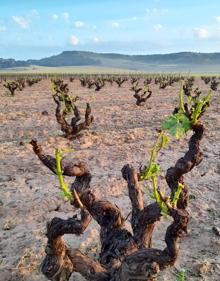 Imagen secundaria 2 - El pedrisco devasta decenas de hectáreas de viñedo en las zonas de Moradillo, Peñaranda y La Vid