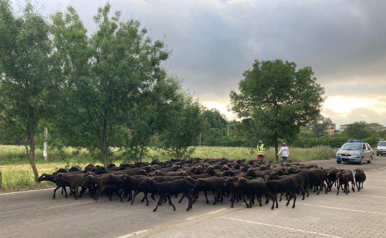 Las merinas negras a su paso por Ciudad Rodrigo, esta mañana. 