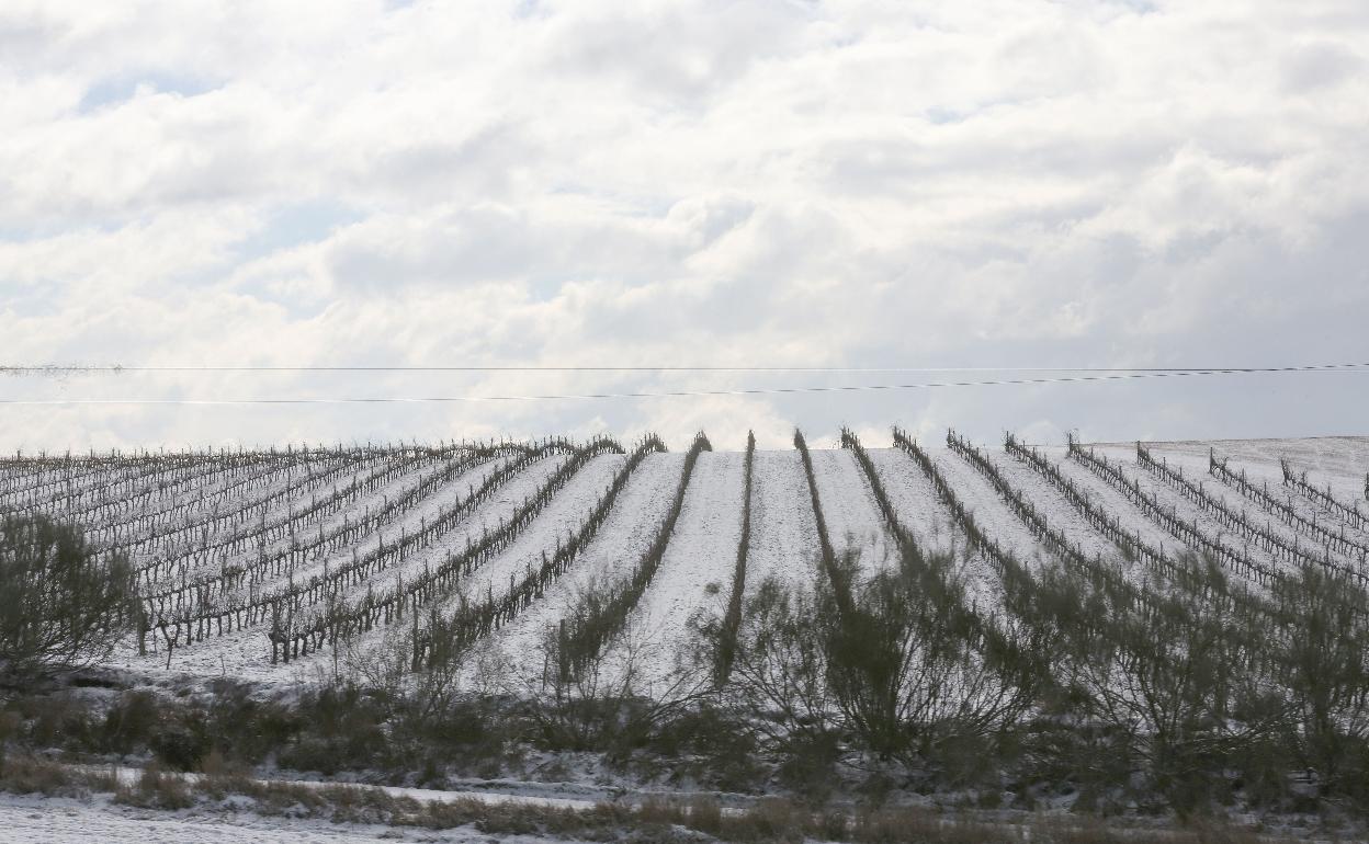 Viñedo nevado en la provincia de Valladolid. 