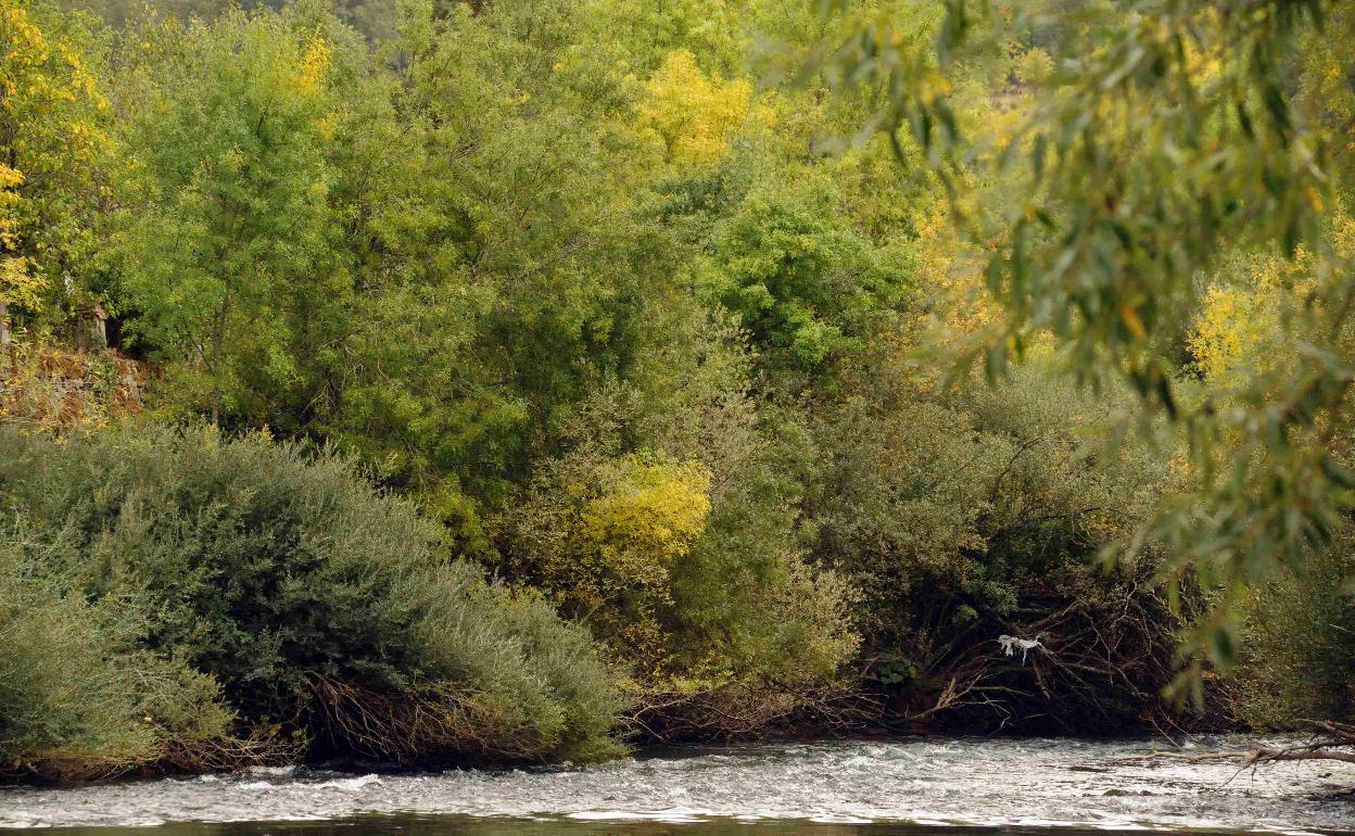 Imagen de archivo del río Esla en la provincia de León. 