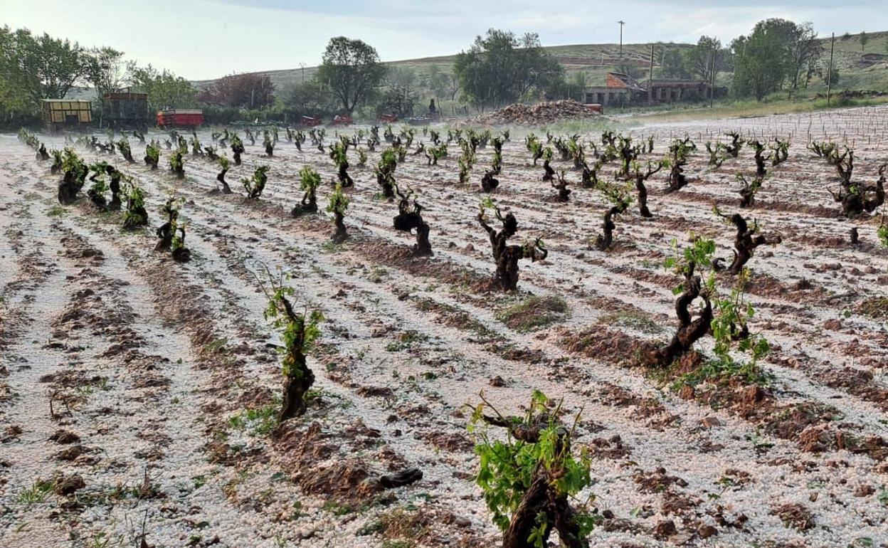 Una de las parcelas de viñedo siniestradas. 