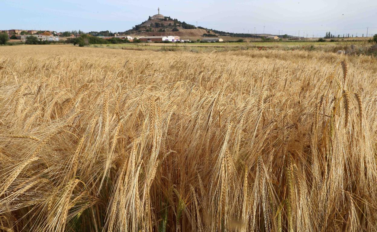 Campo de cebada en la provincia de Palencia. 