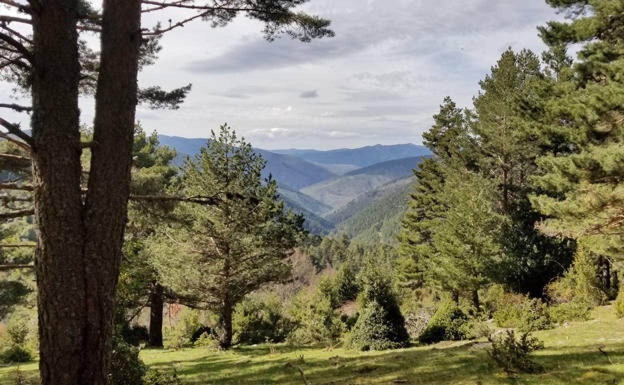 Comarca burgalesa de Pinares. 