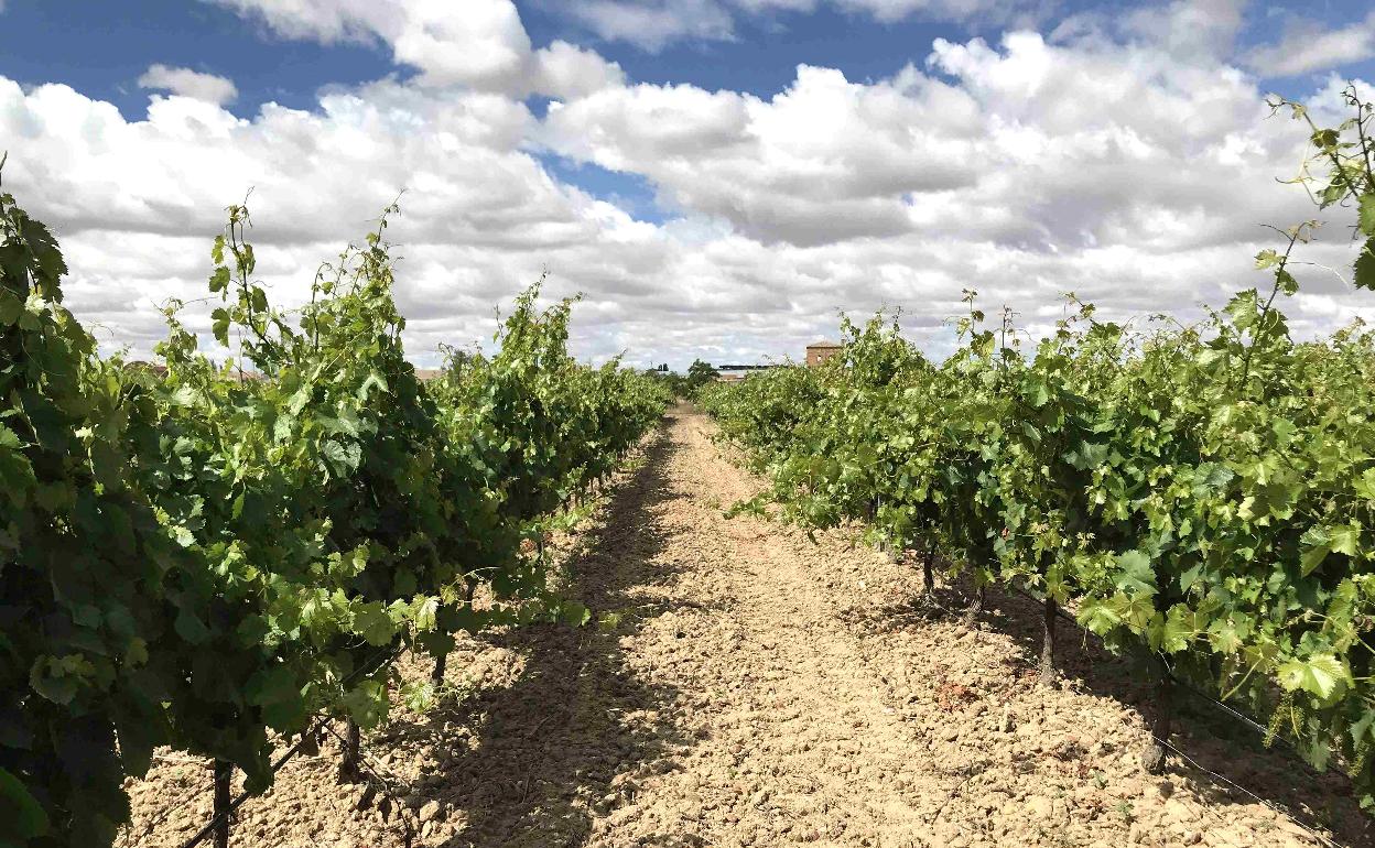 Viñedos de Nava del Rey, de la DO Rueda.