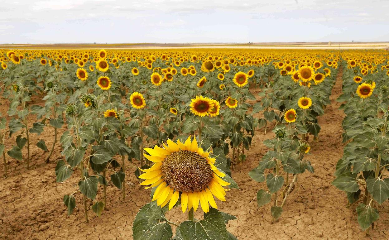 Campo de girasol en la provincia de Palencia. 