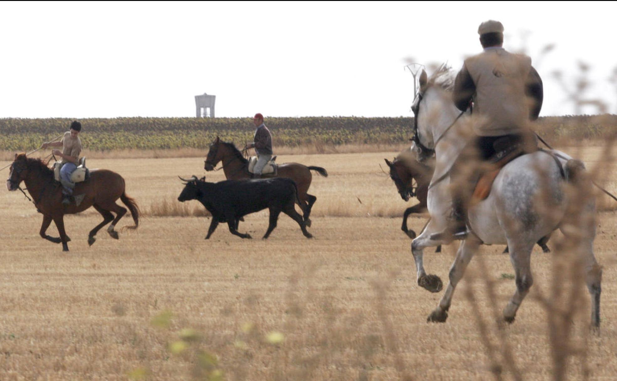 Cuatro jinetes conducen a un astado por el campo en Villarramiel.