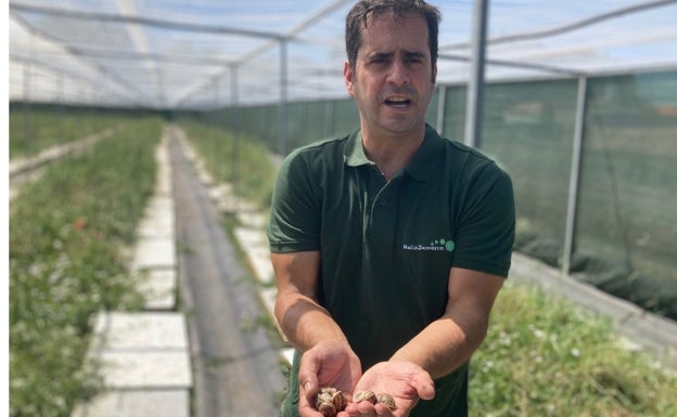 Jorge muestra algunos de los caracoles que comenzarán a recoger a partir de esta semana. 