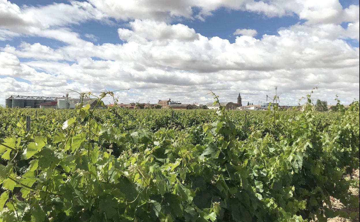 Viñedo en la provincia de Valladolid. 