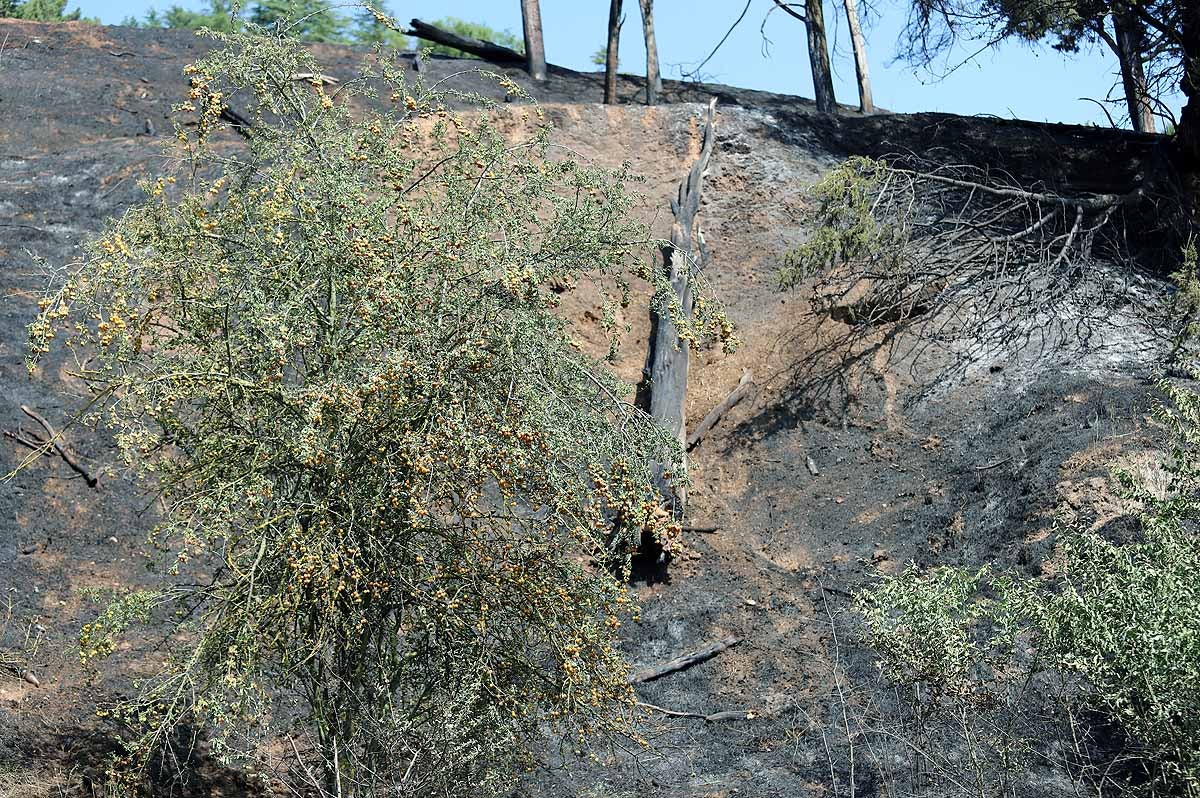 Fotos: Las consecuencias del fuego en el entorno del Castillo de Burgos