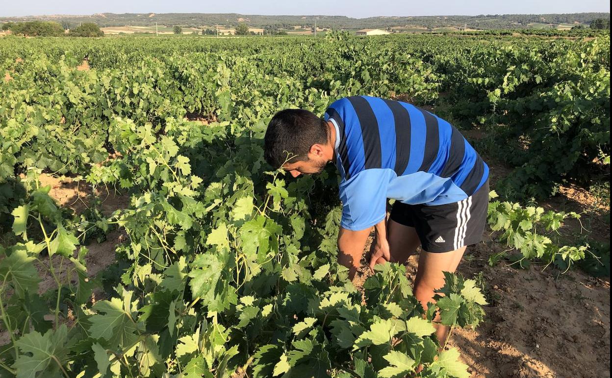 Trabajos que se llevan a cabo estos días en un viñedo de Quintana del Pidio, en la Ribera. 