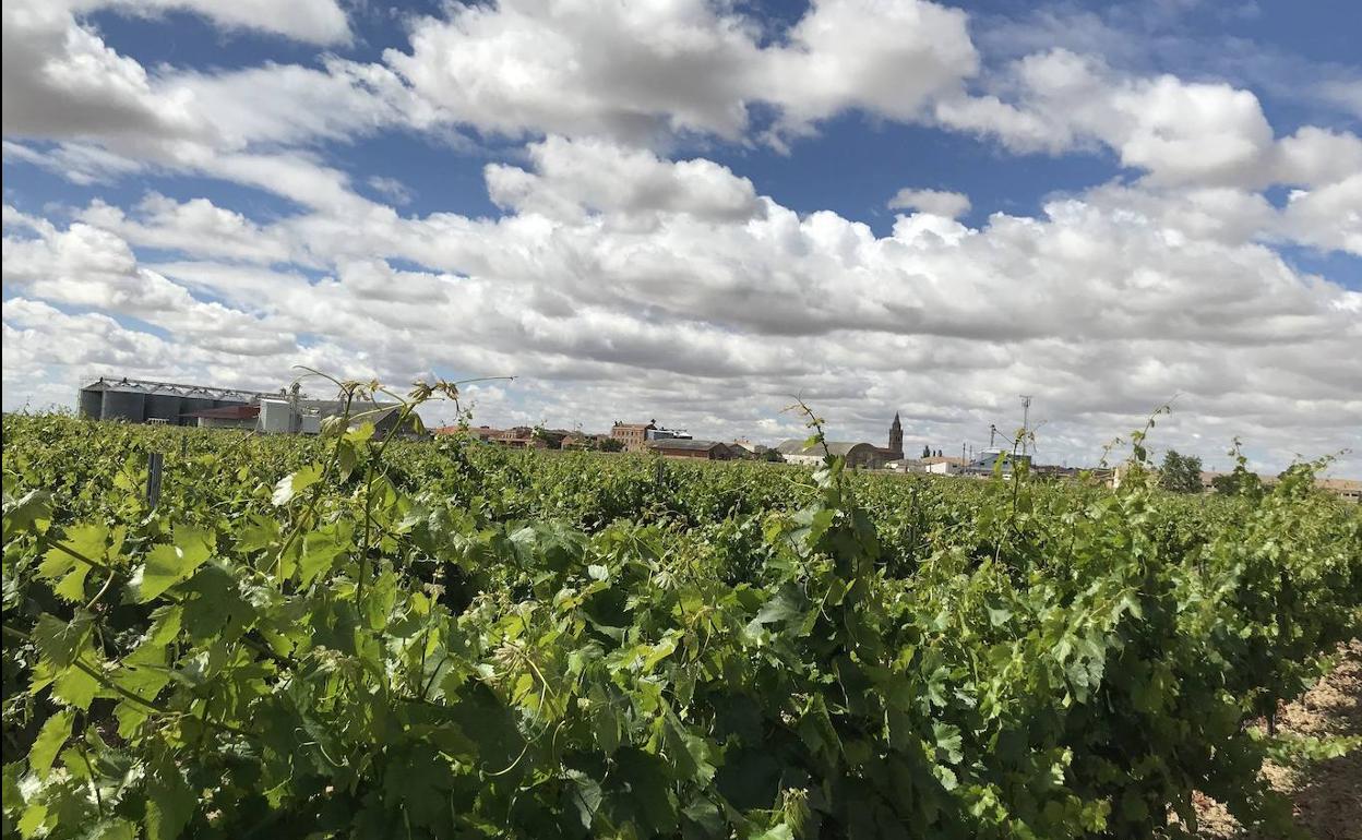 Viñedo en la localidad vallisoletana de Nava del Rey. 