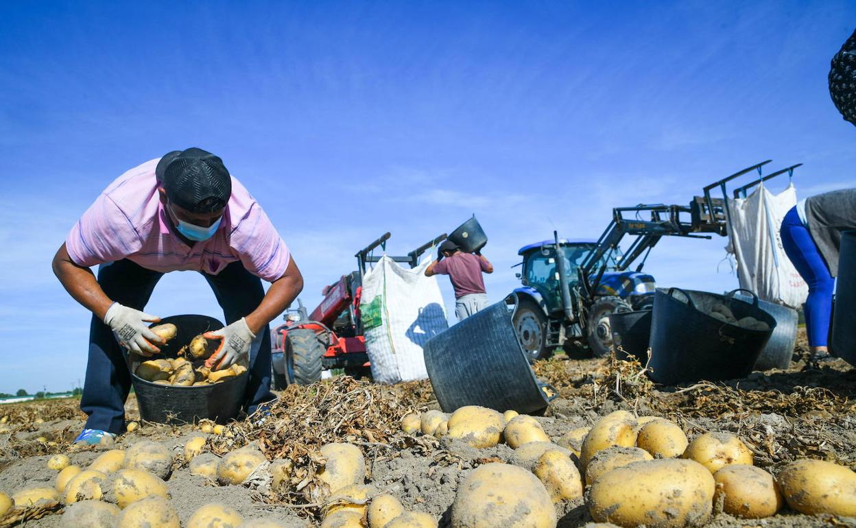 Temporeros recogen patatas en la provincia de Valladolid.