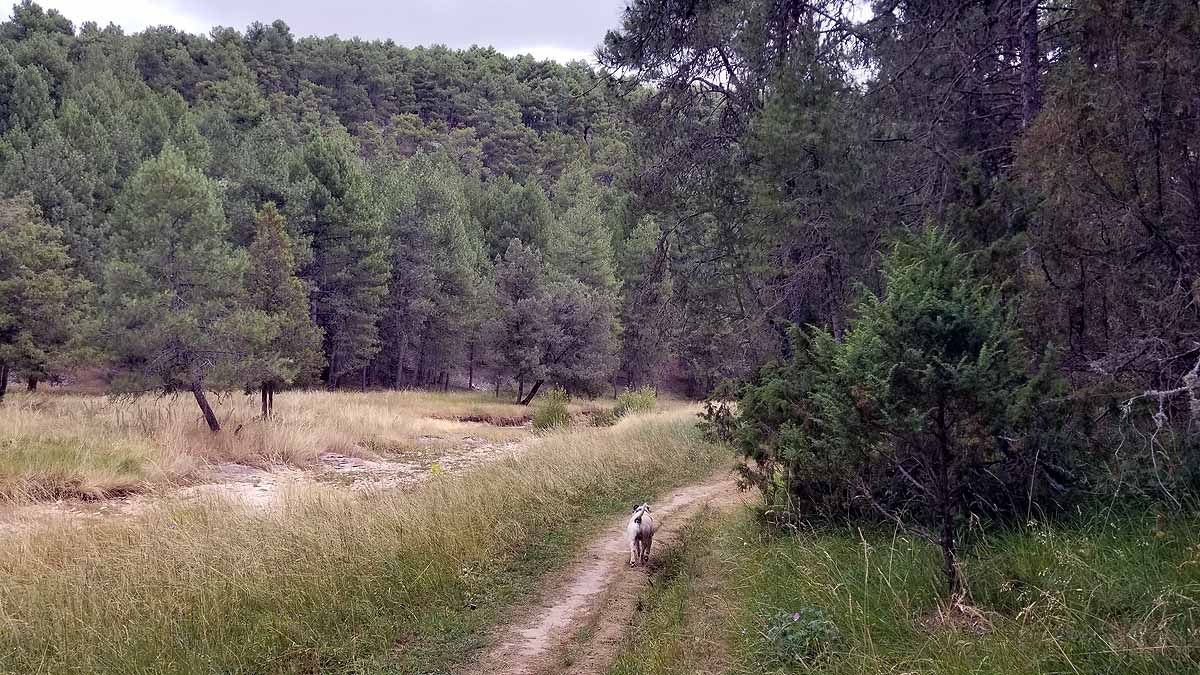 Fotos: Recorrer las esculturas naturales que el río Lobos ha esculpido