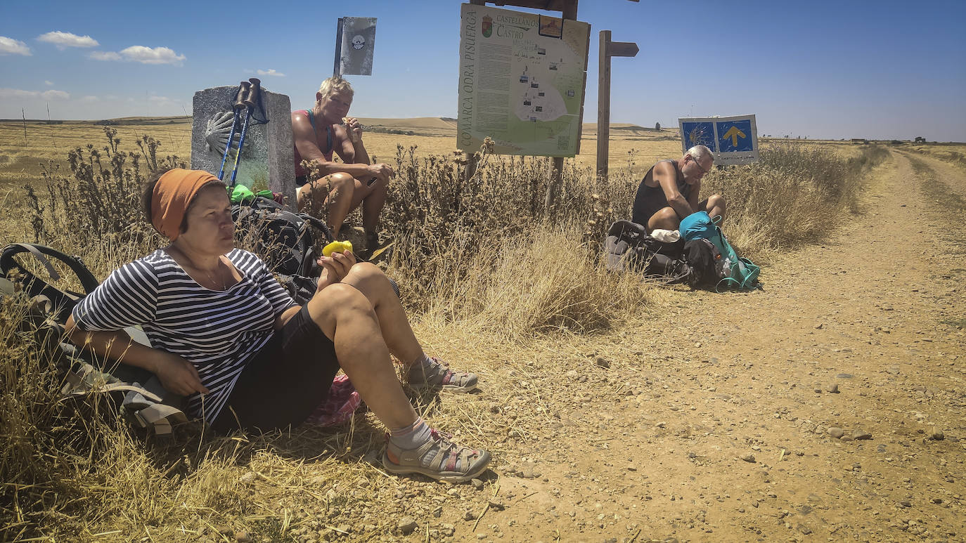 Comarca de Odra Pisuerga. Cuando los antiguos se referían a España como el granero de Roma debían estar pensando en esto: calor, tábanos y ni un bar a la vista. Empiezo a entender lo de las indulgencias. 