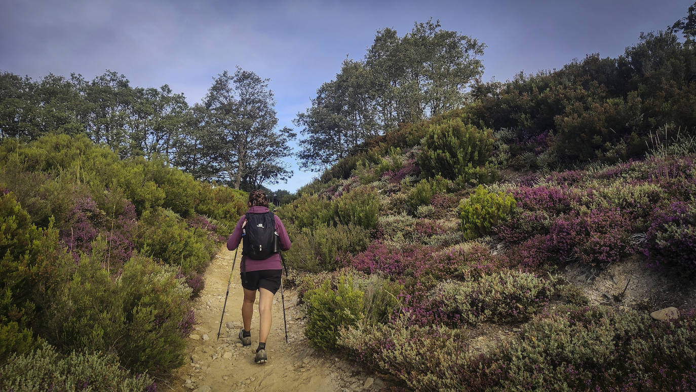 Los brezales alfombran los montes que se elevan sobre el Valle del Silencio, una de las zonas más hermosas de León y también muy ligada al Camino de Santiago y al devenir de los Templarios.