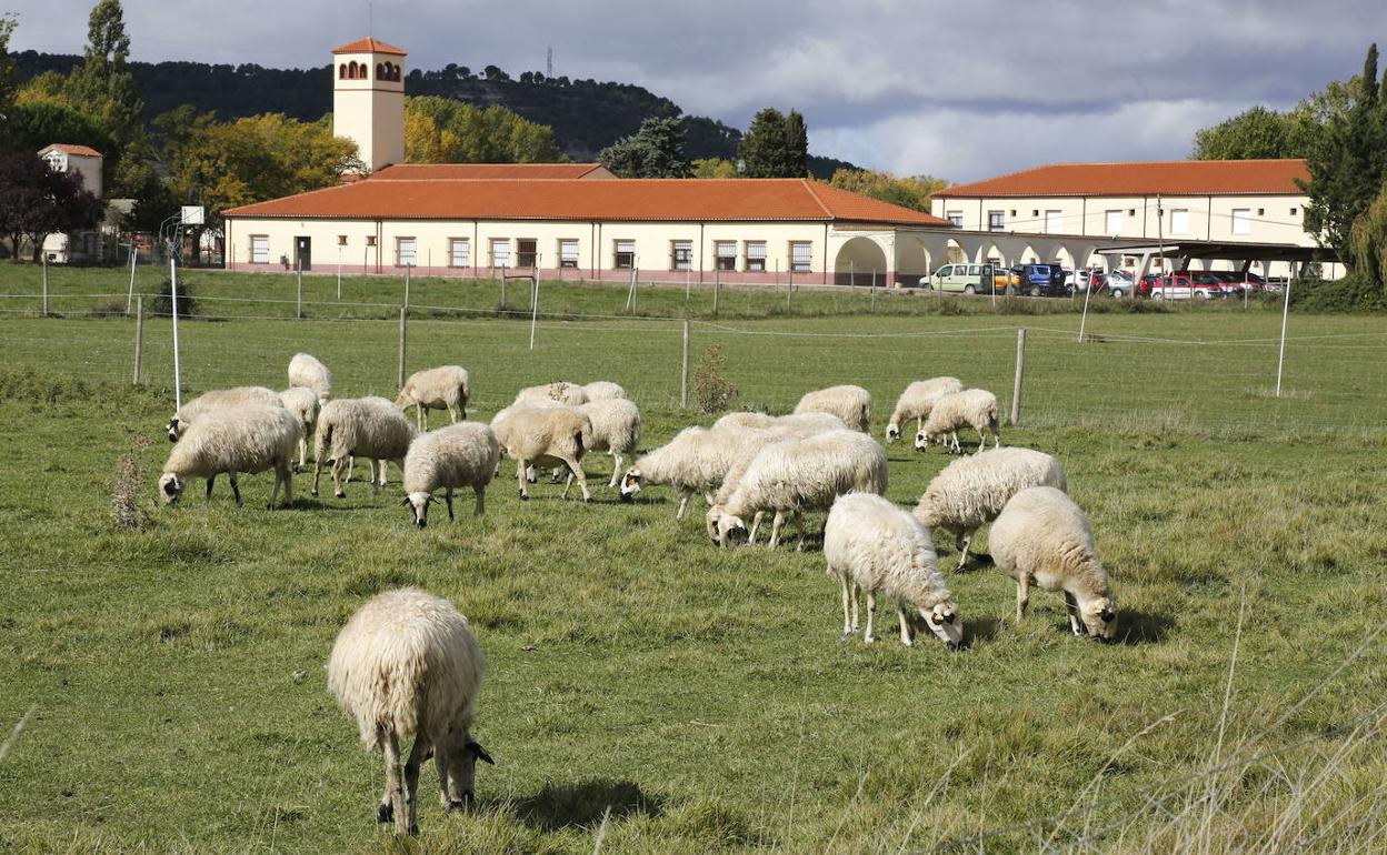 Ovejas pastando en la provincia de Palencia. 