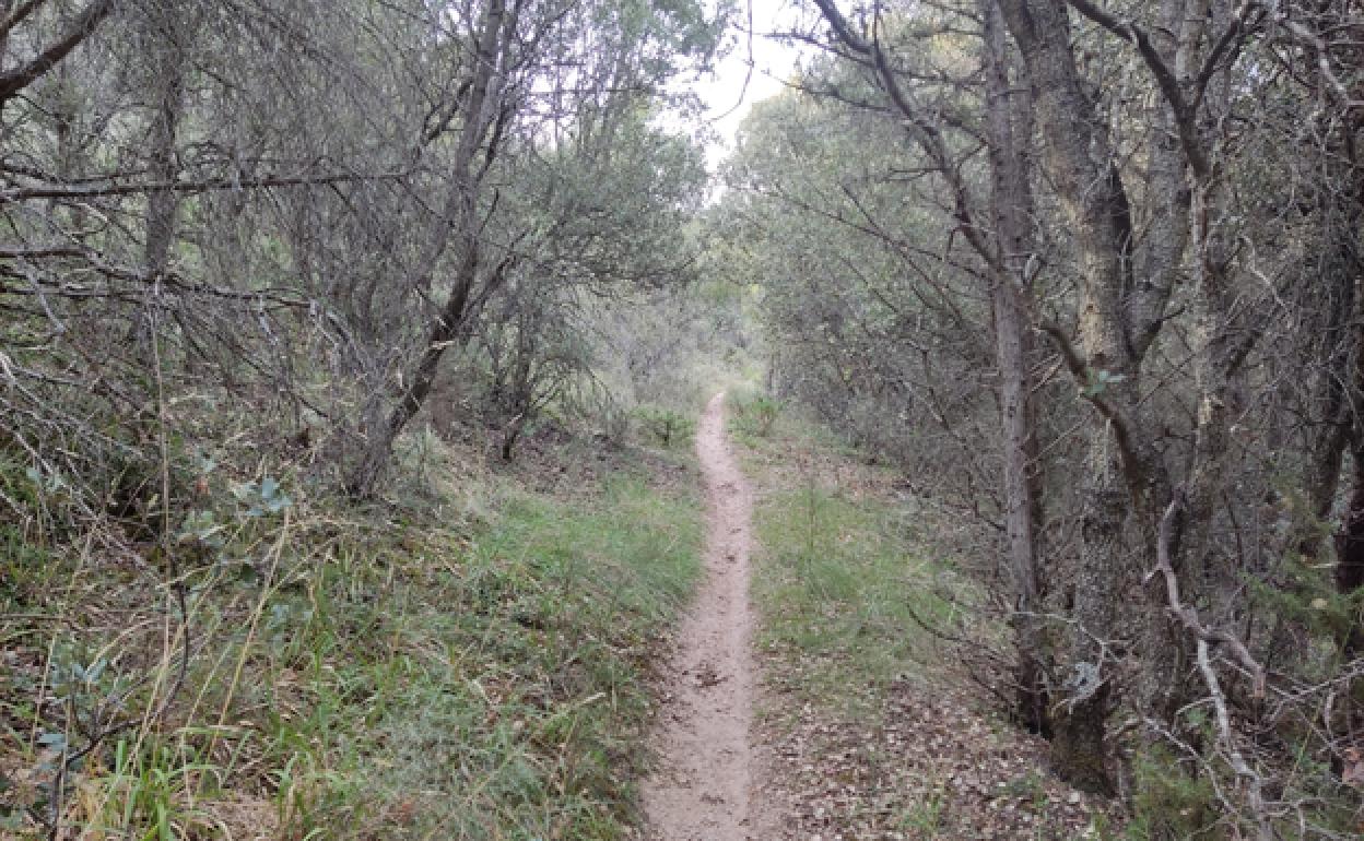 Senda del Parque Natural de Sabinares del Arlanza-La Yecla. 