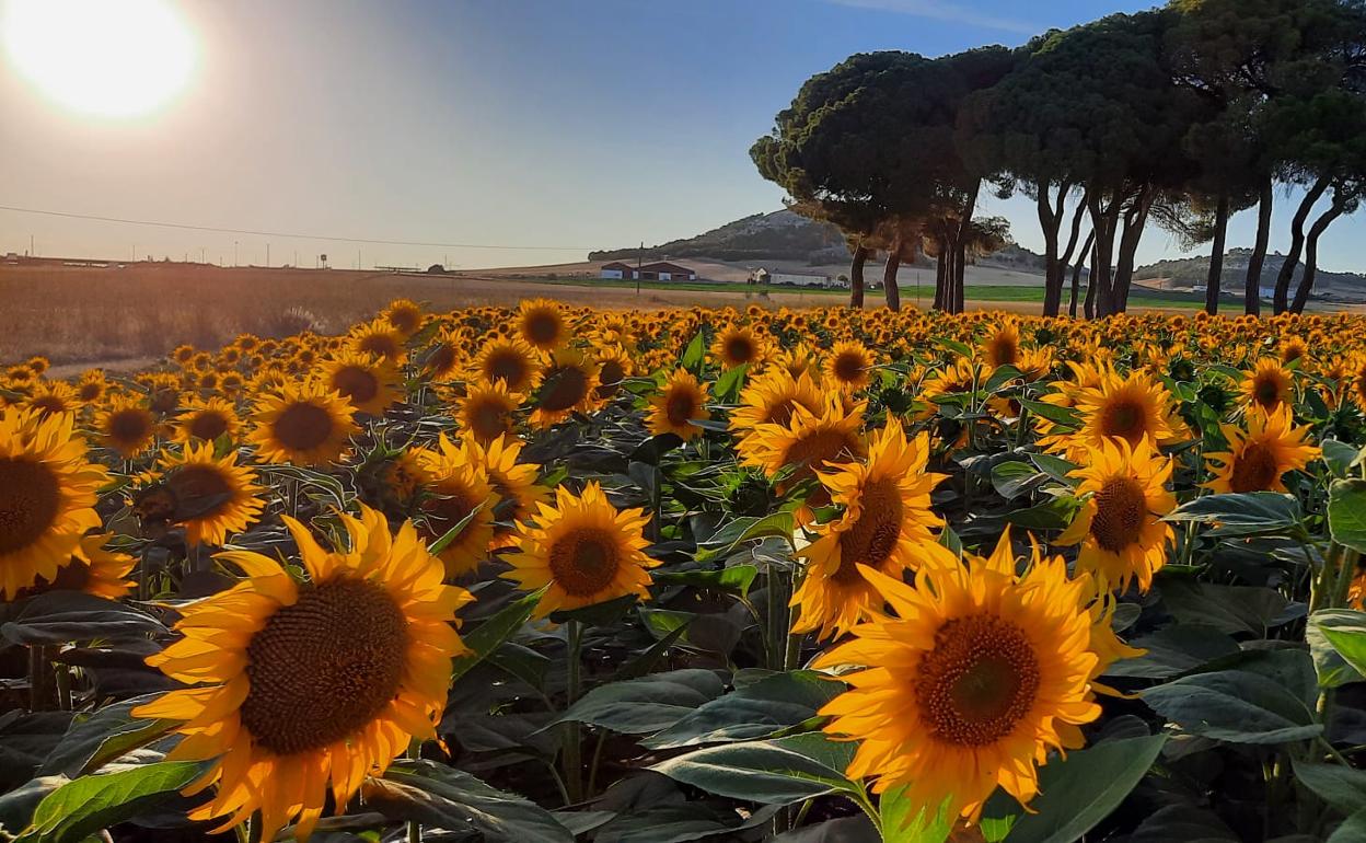 Superficie de girasol en la provincia de Valladolid. 