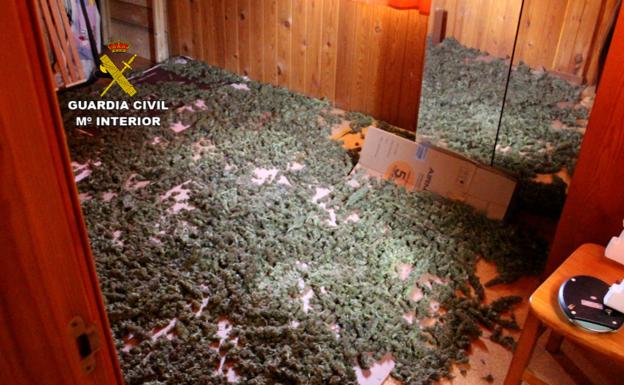 Desmantelada una plantación de marihuana en Cojóbar y desarticulado un «importante» punto de venta