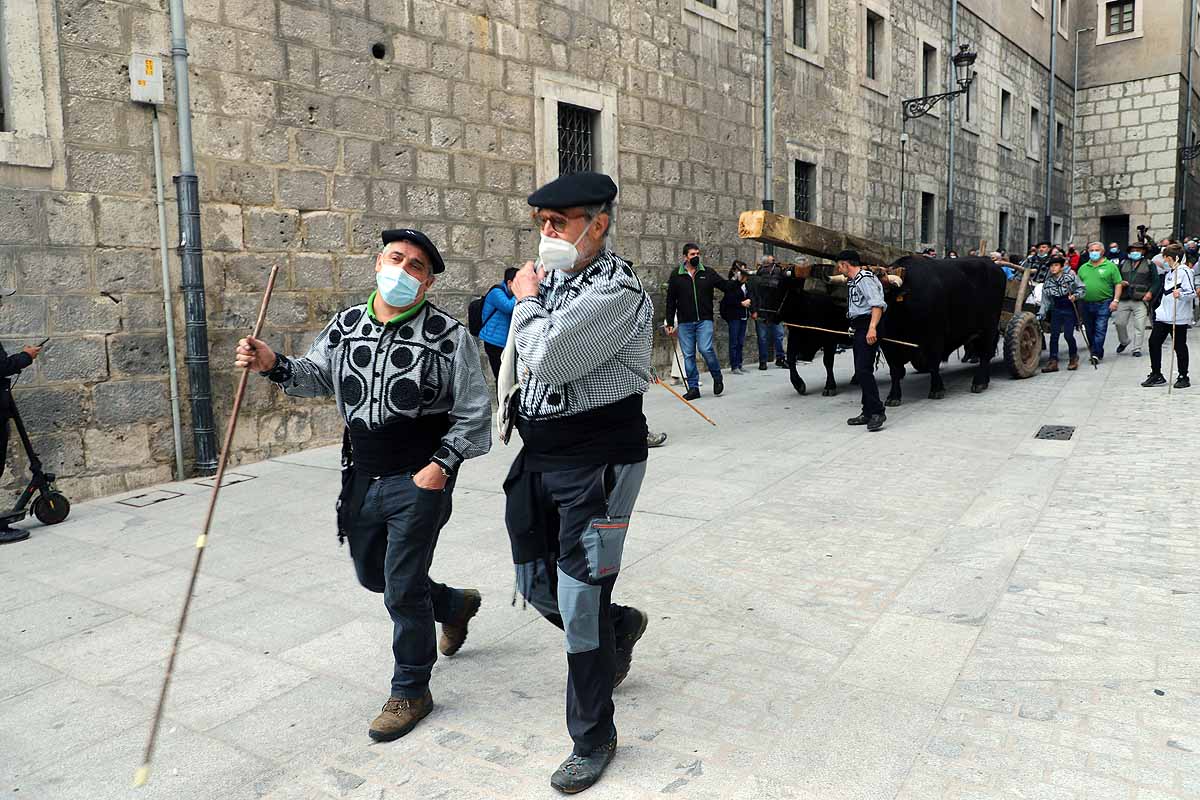 La Cabaña Real de Carreteros celebra el VIII Centenario de la Catedral de Burgos dedicándole su Ruta Carreteril 'El bosque de la Catedral'. Han acarreado una viga de cientos de años por el centro de Burgos. 