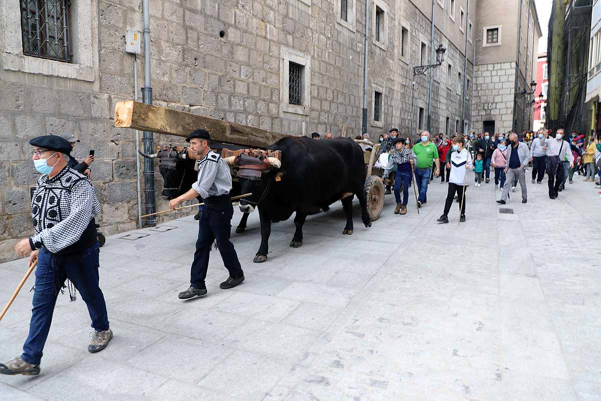 La Cabaña Real de Carreteros celebra el VIII Centenario de la Catedral de Burgos dedicándole su Ruta Carreteril 'El bosque de la Catedral'. Han acarreado una viga de cientos de años por el centro de Burgos. 