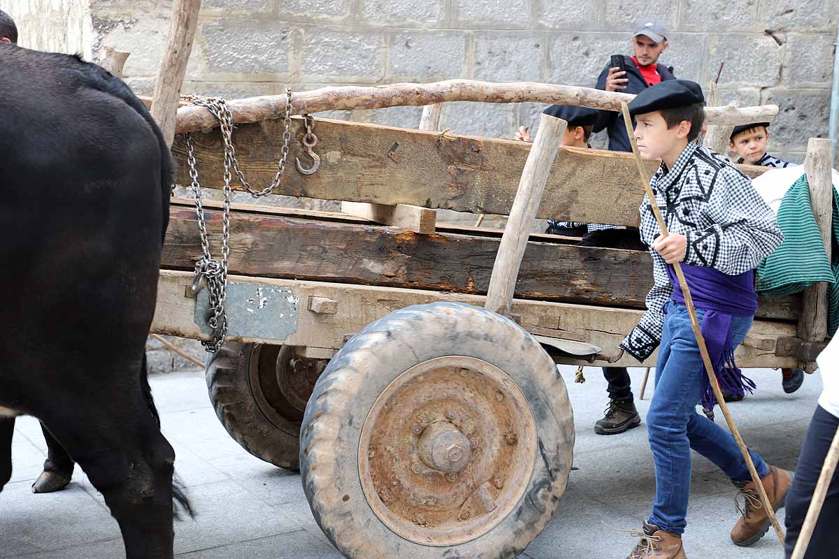 La Cabaña Real de Carreteros celebra el VIII Centenario de la Catedral de Burgos dedicándole su Ruta Carreteril 'El bosque de la Catedral'. Han acarreado una viga de cientos de años por el centro de Burgos. 