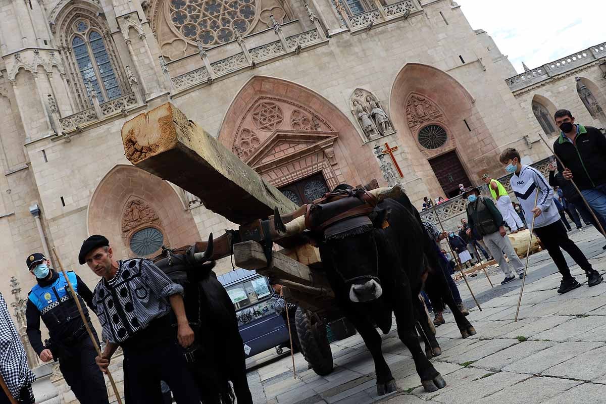 La Cabaña Real de Carreteros celebra el VIII Centenario de la Catedral de Burgos dedicándole su Ruta Carreteril 'El bosque de la Catedral'. Han acarreado una viga de cientos de años por el centro de Burgos. 