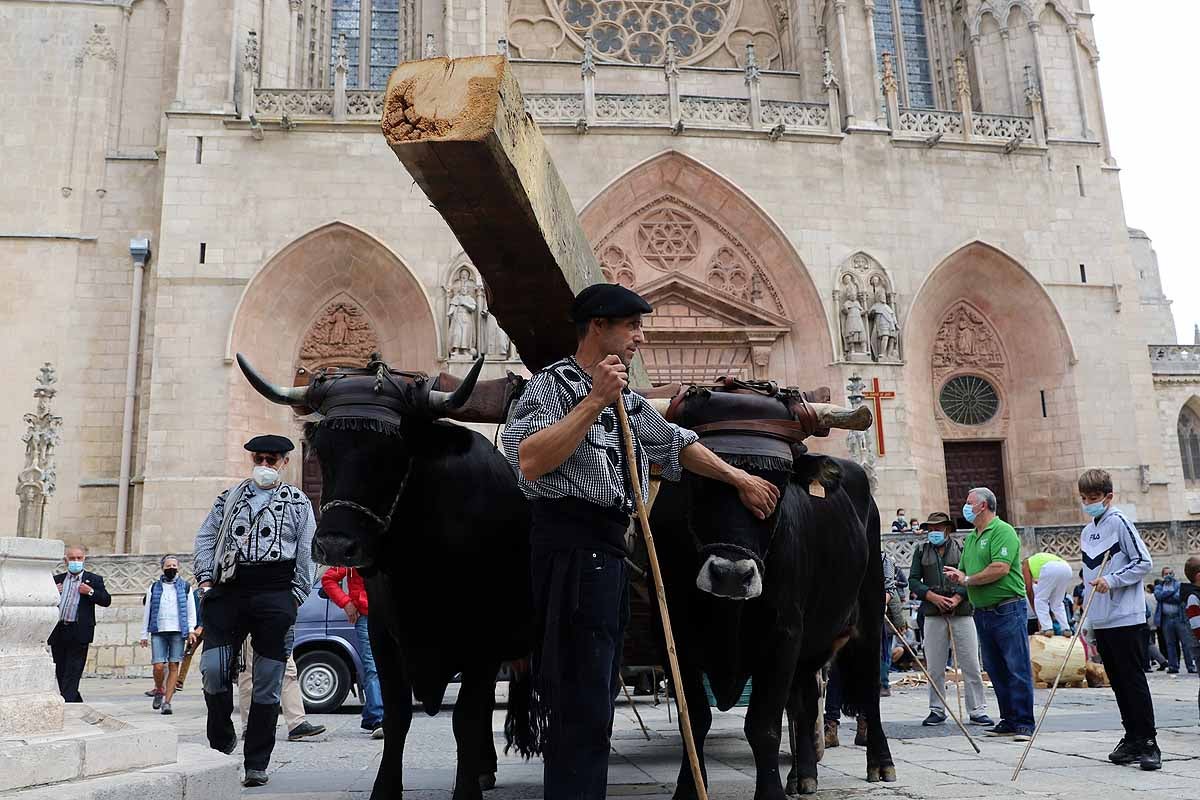 La Cabaña Real de Carreteros celebra el VIII Centenario de la Catedral de Burgos dedicándole su Ruta Carreteril 'El bosque de la Catedral'. Han acarreado una viga de cientos de años por el centro de Burgos. 