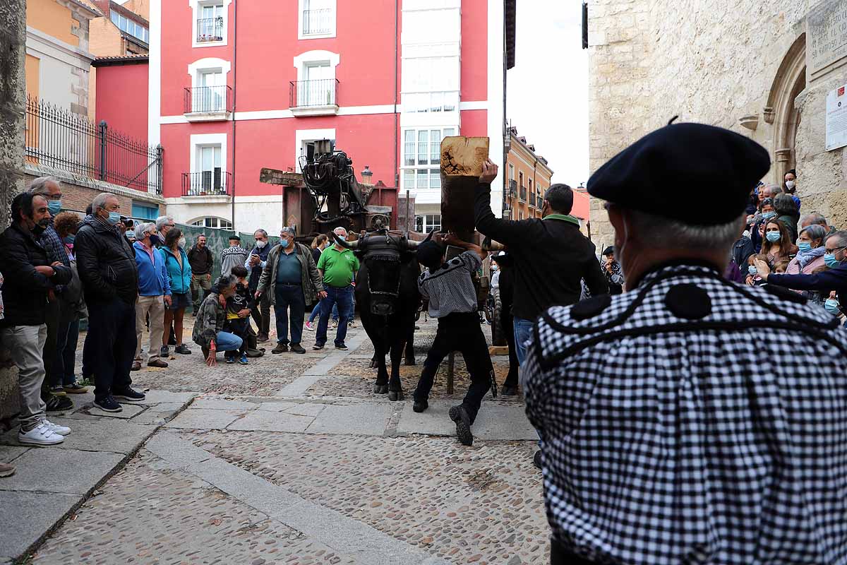 La Cabaña Real de Carreteros celebra el VIII Centenario de la Catedral de Burgos dedicándole su Ruta Carreteril 'El bosque de la Catedral'. Han acarreado una viga de cientos de años por el centro de Burgos. 