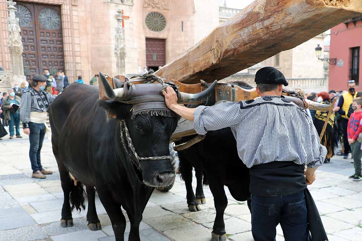 La Cabaña Real de Carreteros celebra el VIII Centenario de la Catedral de Burgos dedicándole su Ruta Carreteril 'El bosque de la Catedral'. Han acarreado una viga de cientos de años por el centro de Burgos. 