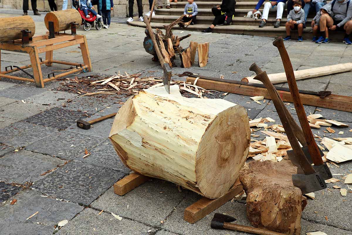 La Cabaña Real de Carreteros celebra el VIII Centenario de la Catedral de Burgos dedicándole su Ruta Carreteril 'El bosque de la Catedral'. Han acarreado una viga de cientos de años por el centro de Burgos. 