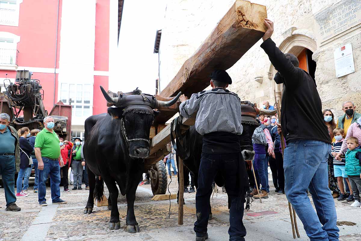 La Cabaña Real de Carreteros celebra el VIII Centenario de la Catedral de Burgos dedicándole su Ruta Carreteril 'El bosque de la Catedral'. Han acarreado una viga de cientos de años por el centro de Burgos. 