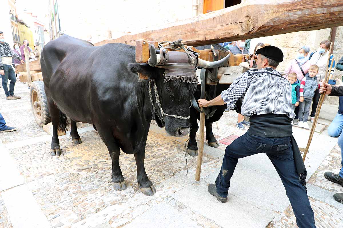 La Cabaña Real de Carreteros celebra el VIII Centenario de la Catedral de Burgos dedicándole su Ruta Carreteril 'El bosque de la Catedral'. Han acarreado una viga de cientos de años por el centro de Burgos. 