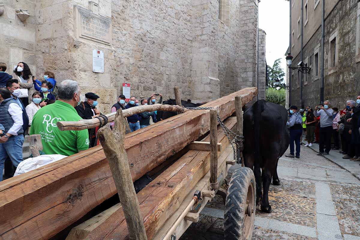 La Cabaña Real de Carreteros celebra el VIII Centenario de la Catedral de Burgos dedicándole su Ruta Carreteril 'El bosque de la Catedral'. Han acarreado una viga de cientos de años por el centro de Burgos. 