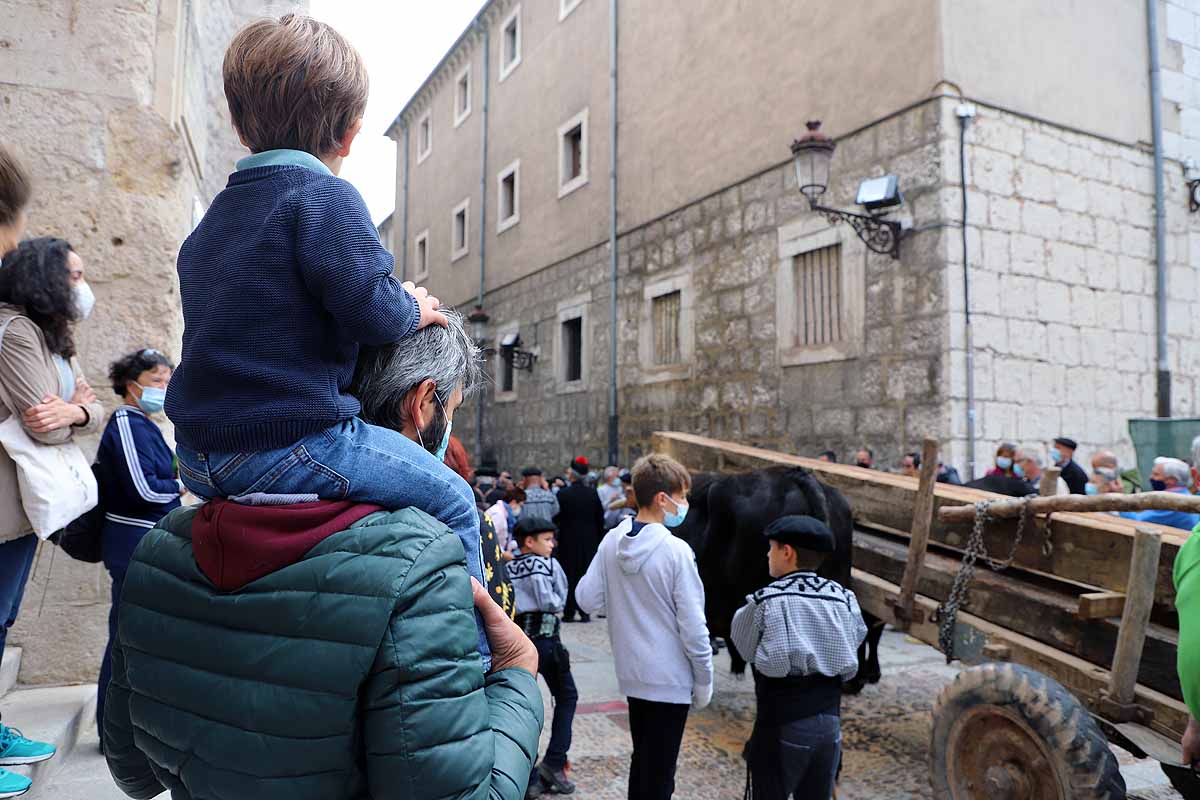 La Cabaña Real de Carreteros celebra el VIII Centenario de la Catedral de Burgos dedicándole su Ruta Carreteril 'El bosque de la Catedral'. Han acarreado una viga de cientos de años por el centro de Burgos. 