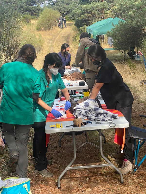 Imagen secundaria 2 - Marcaje de buitres negros en Huerta de Arriba. 