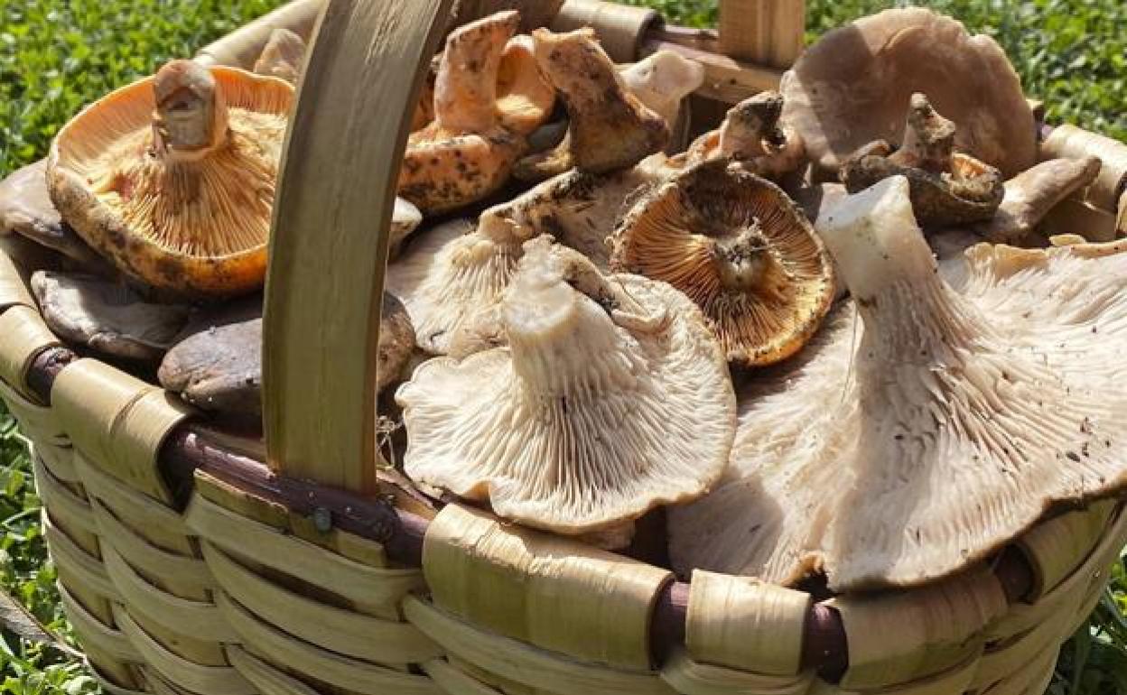 Setas de cardo y níscalos.