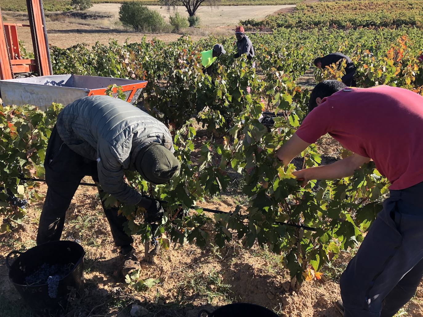 La Ribera del Duero se prepara para la campaña.