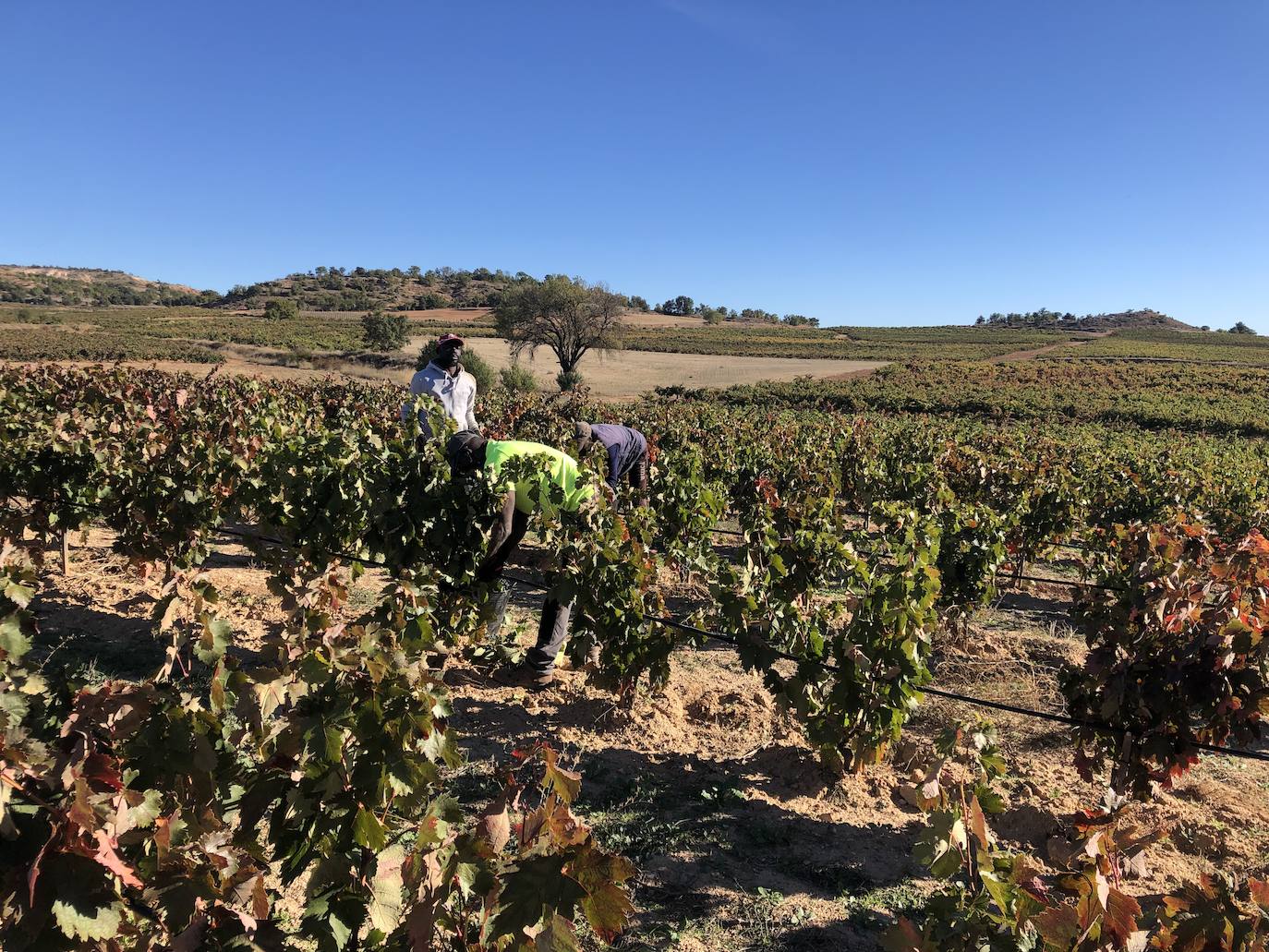 La Ribera del Duero se prepara para la campaña.