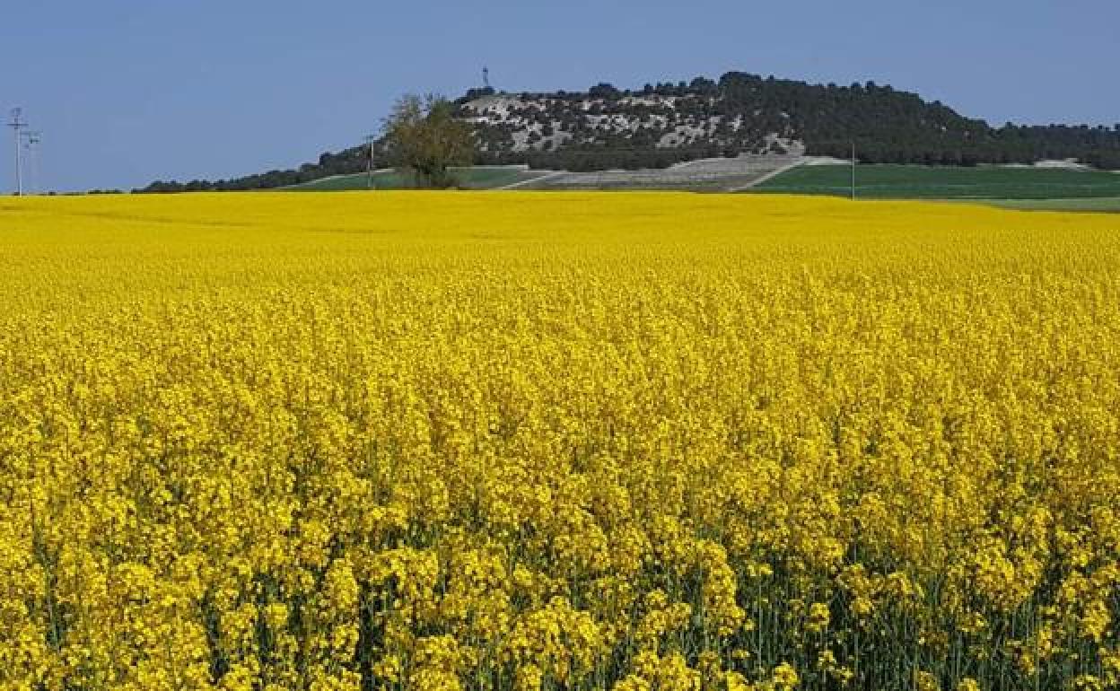 Colza sembrada en la provincia de Valladolid esta pasada campaña.