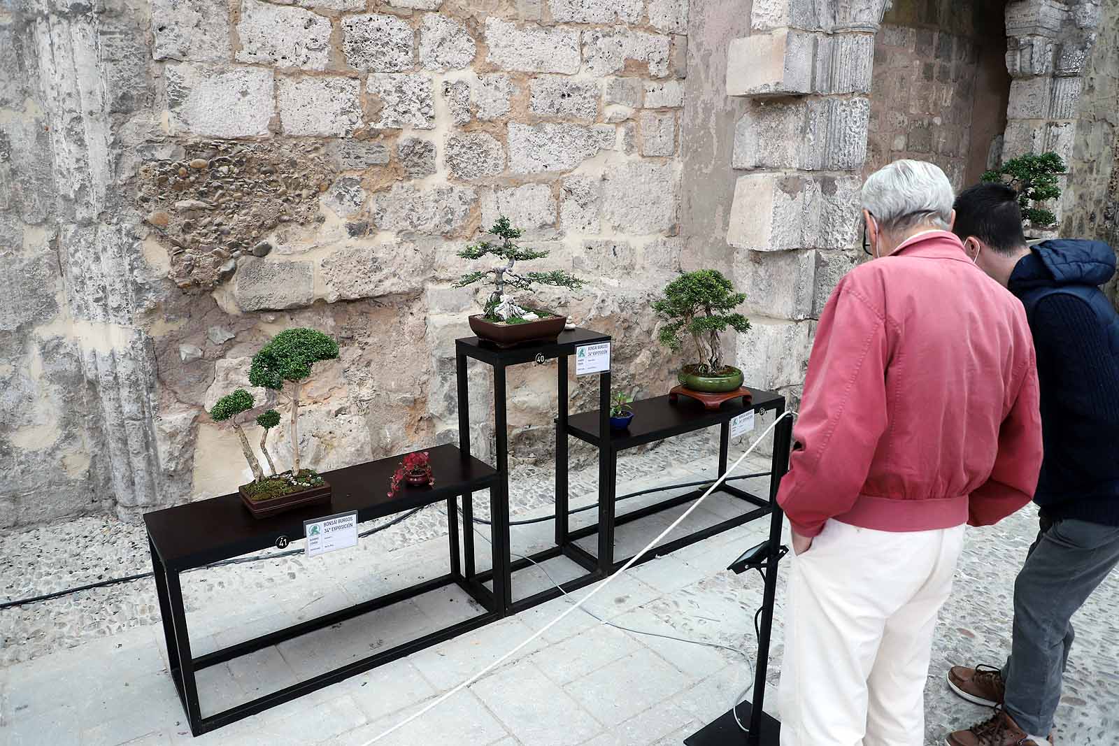 La Asociación Cultural Bonsái Burgos expone cerca de 60 árboles en el Monasterio de San Juan.