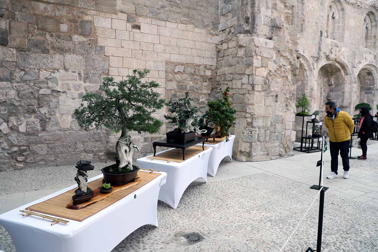 La Asociación Cultural Bonsái Burgos expone cerca de 60 árboles en el Monasterio de San Juan.