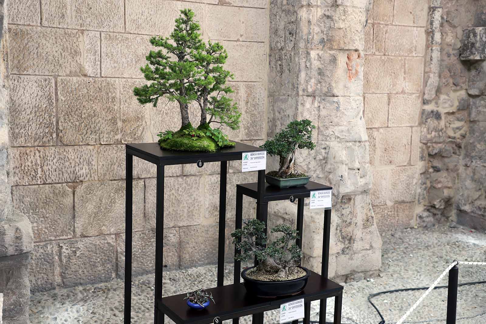 La Asociación Cultural Bonsái Burgos expone cerca de 60 árboles en el Monasterio de San Juan.