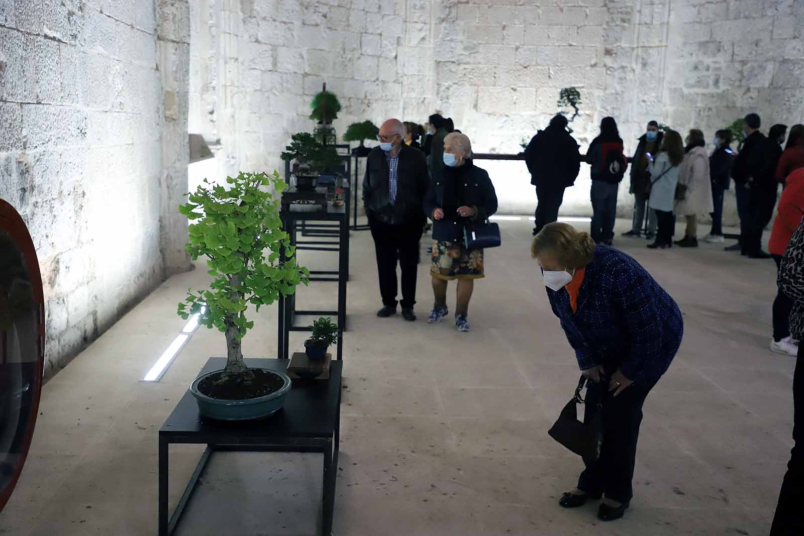 La Asociación Cultural Bonsái Burgos expone cerca de 60 árboles en el Monasterio de San Juan.