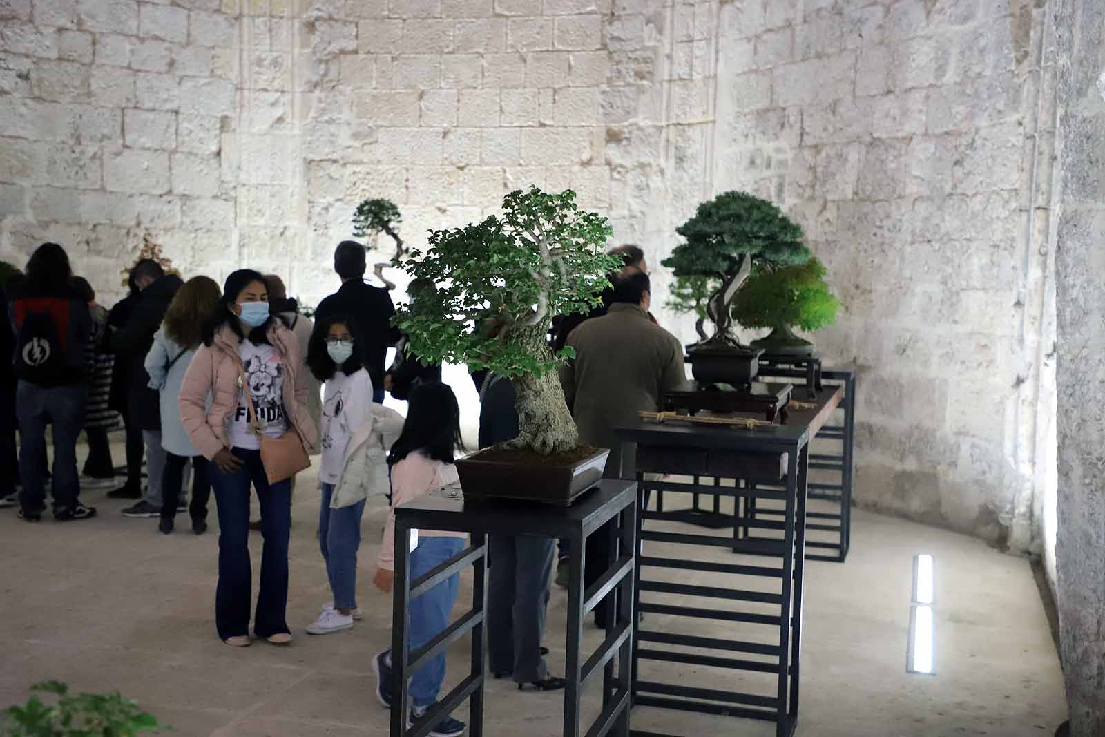 La Asociación Cultural Bonsái Burgos expone cerca de 60 árboles en el Monasterio de San Juan.