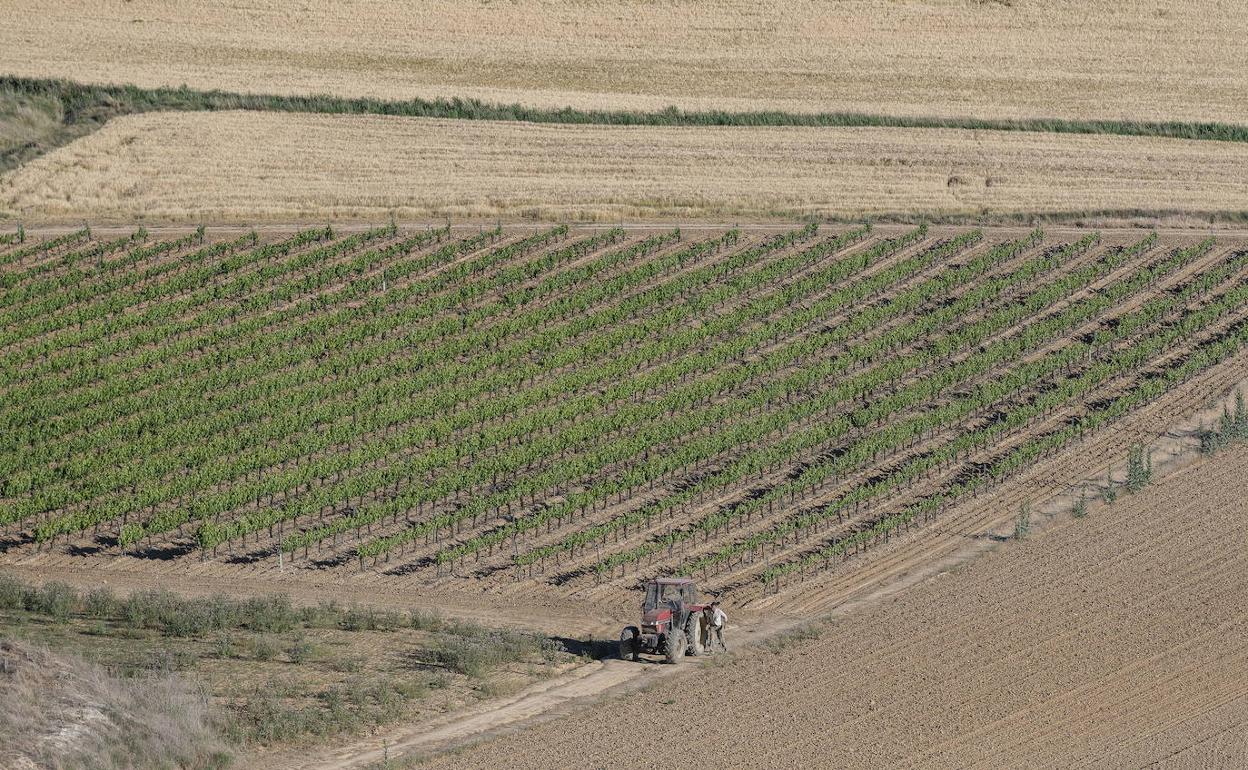 Viñedos en Cigales. 