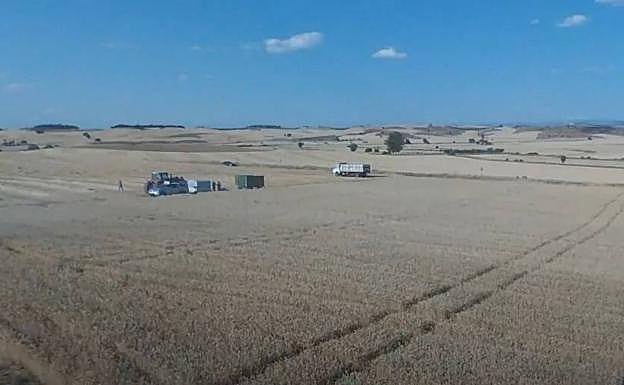 Campo de ensayo de UPA Burgos en Rabé de los Escuderos. 