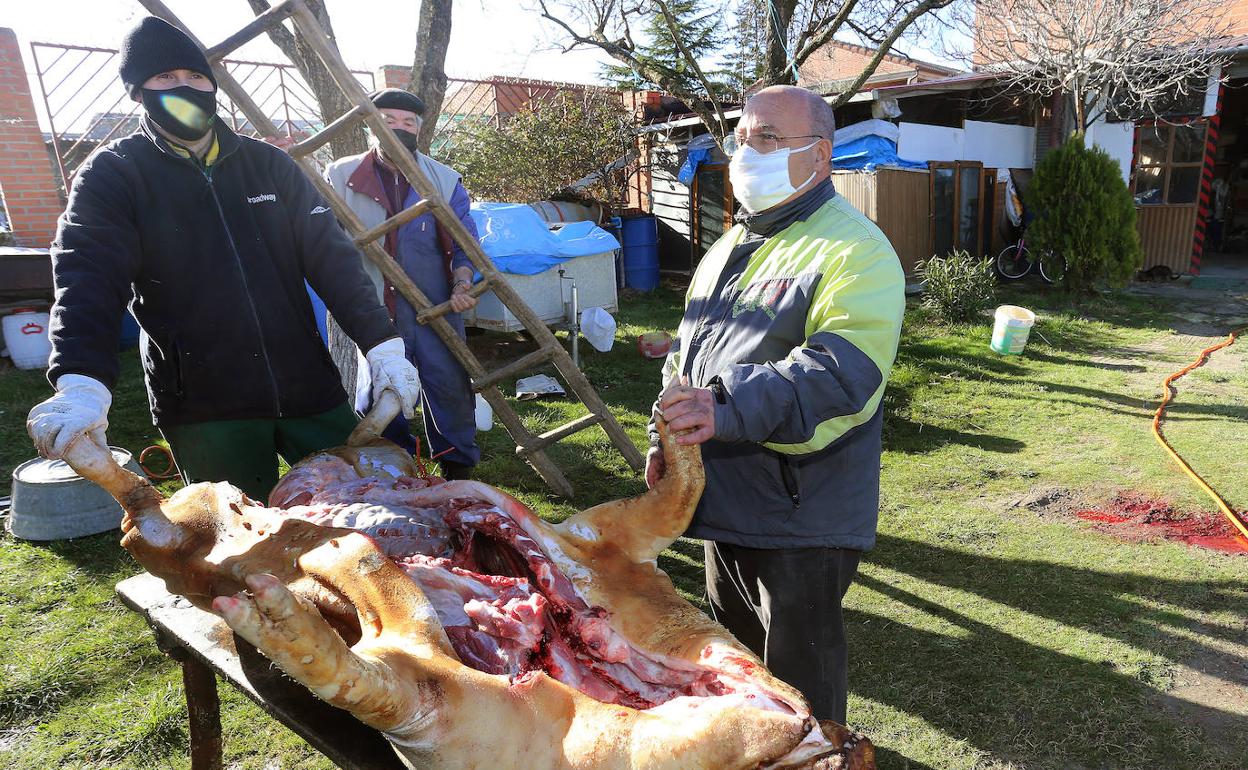 En la localidad de Baltanás (Palencia) algunas familias siguen matando de forma tradicional al cerdo en la privacidad del hogar. En la imagen, una matanza del pasado mes de febrero.