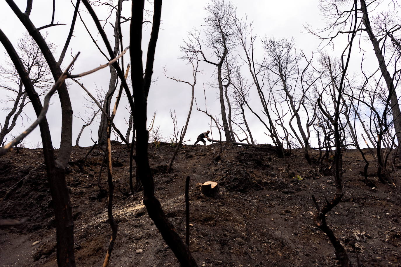 El productor de resina Yiannis Georgiou lleva un tronco de pino quemado en la isla de Evia, Grecia.